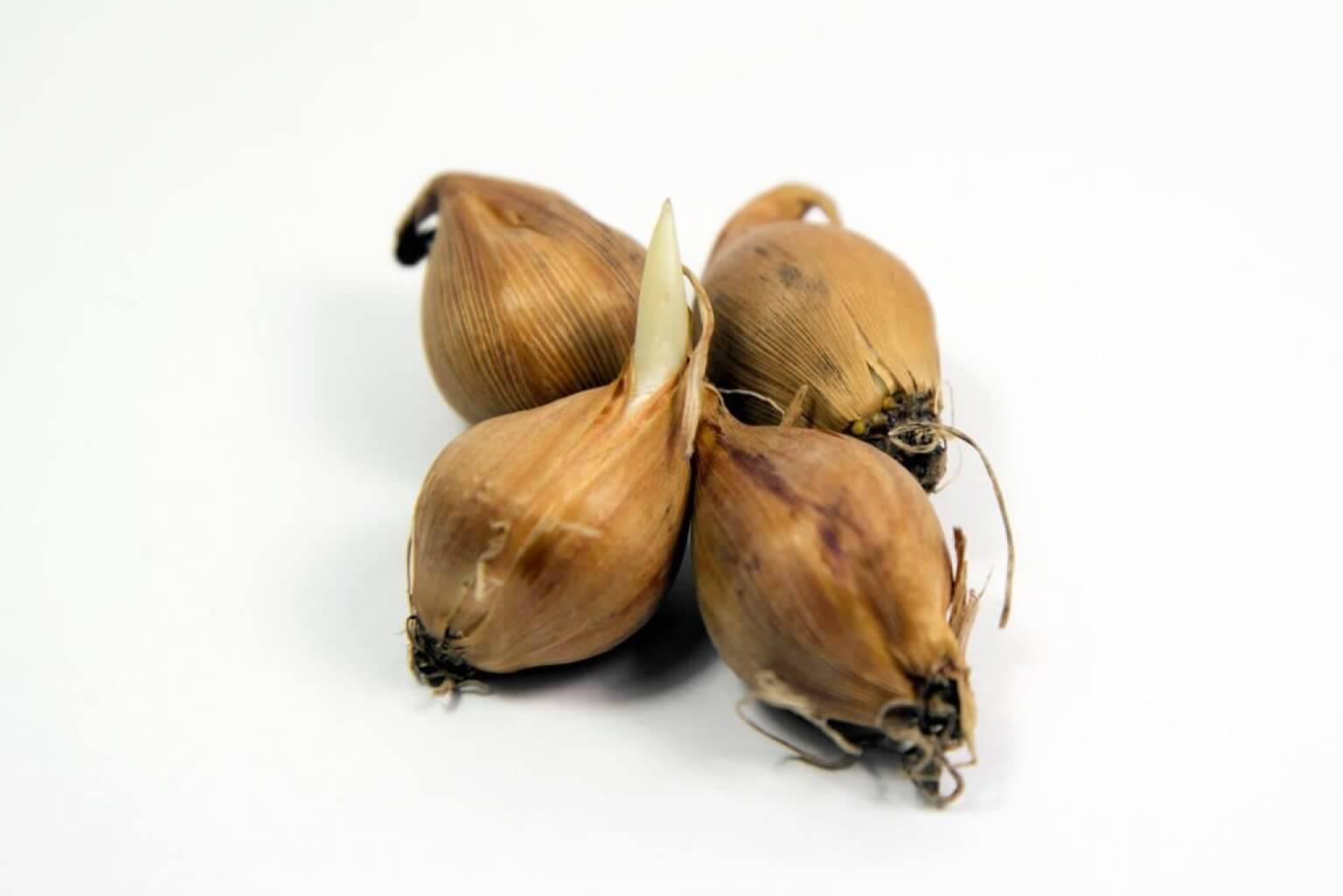 How Many Onions Grow From One Bulb A Detailed Guide