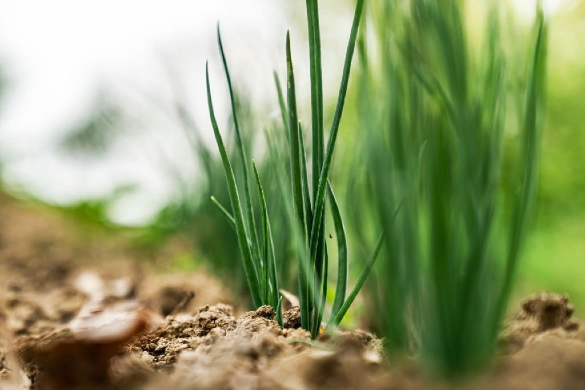 How Many Onions Grow From One Bulb A Detailed Guide