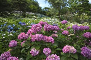 How much sun do hydrangeas need 06