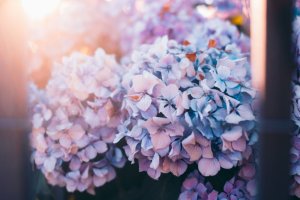 How much sun do hydrangeas need 04