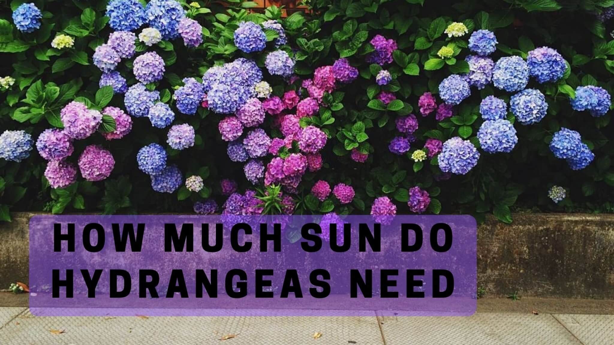 🌺How Much Sun Do Hydrangeas Need: A Detailed Guide 2023