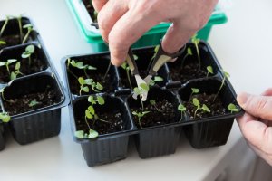 What to plant in February 11