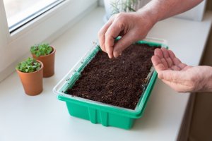 What to plant in February 01