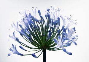 What to plant in February 05