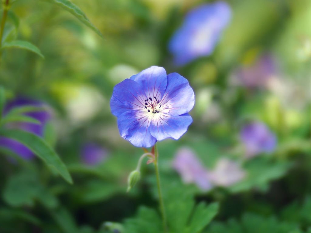 What to plant in February 06