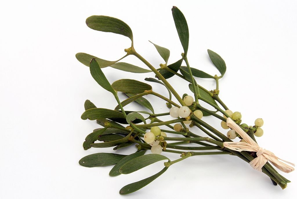 What to plant in February 08