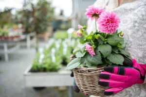 What to plant in February 09
