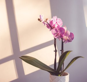 How long do orchid blooms last 07