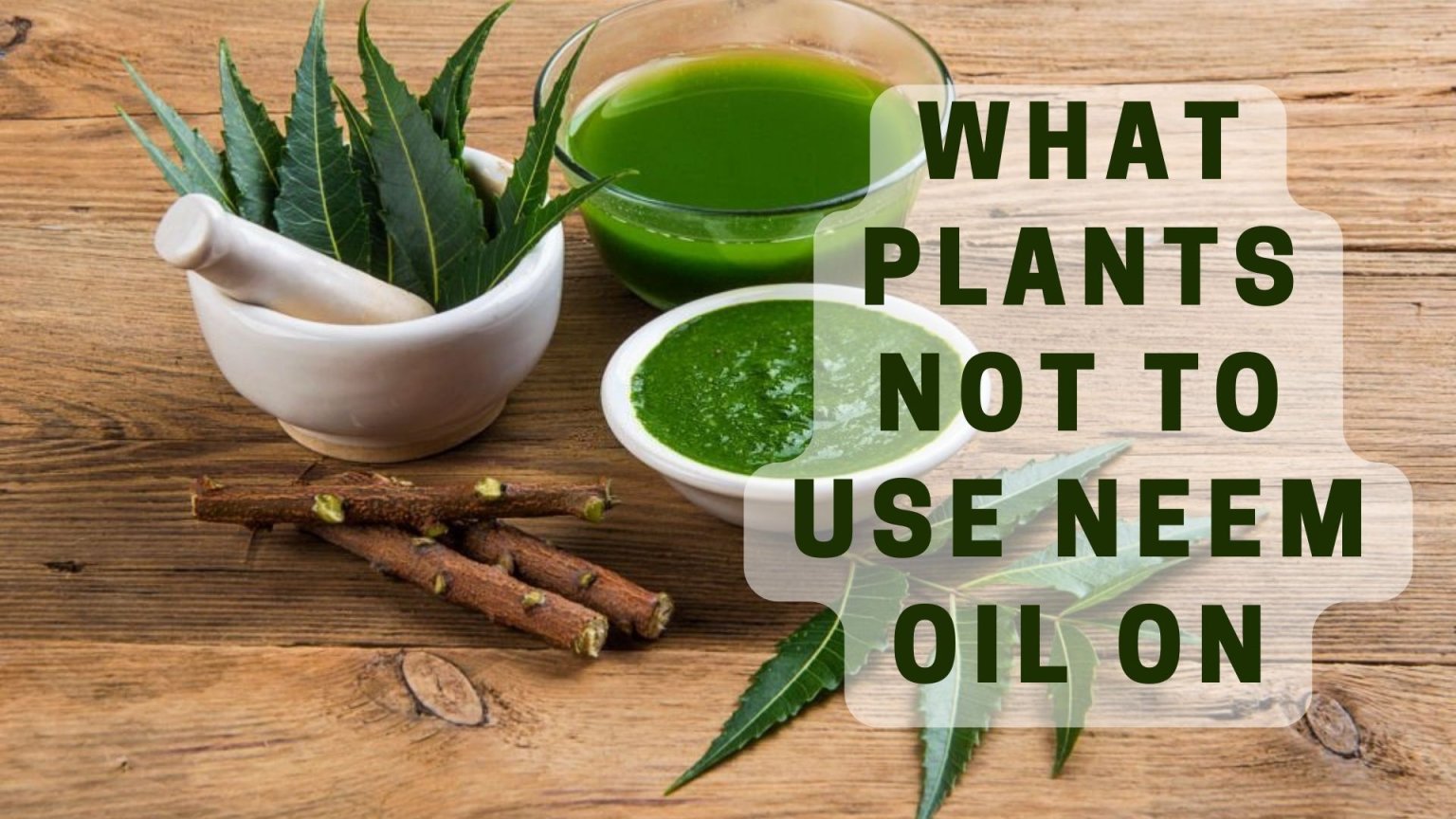 🍃What Plants Not To Use Neem Oil On Usage Guide