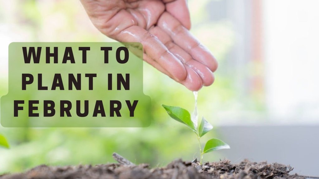 What to plant in February
