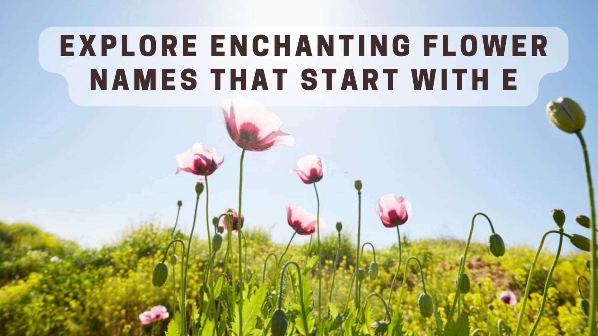 Explore Enchanting Flower Names that Start with E