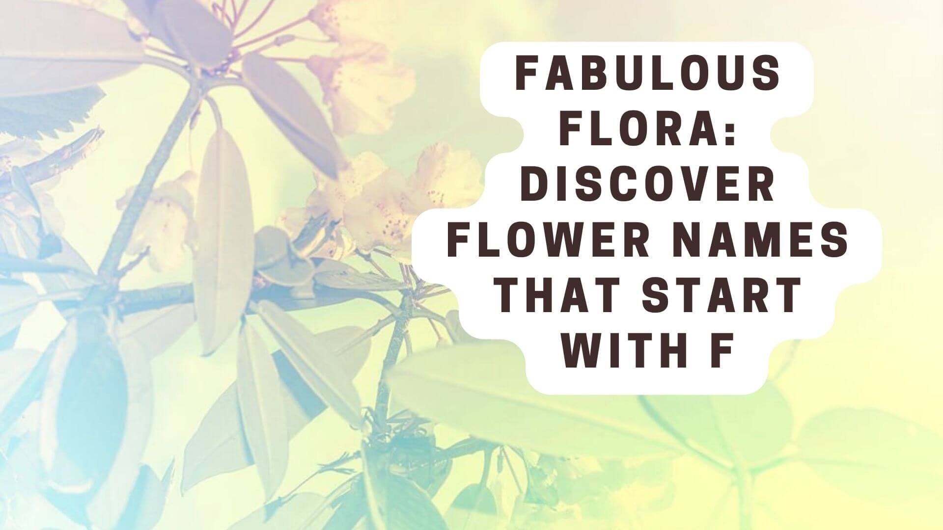 Fabulous Flora: Discover Flower Names that Start with F 01