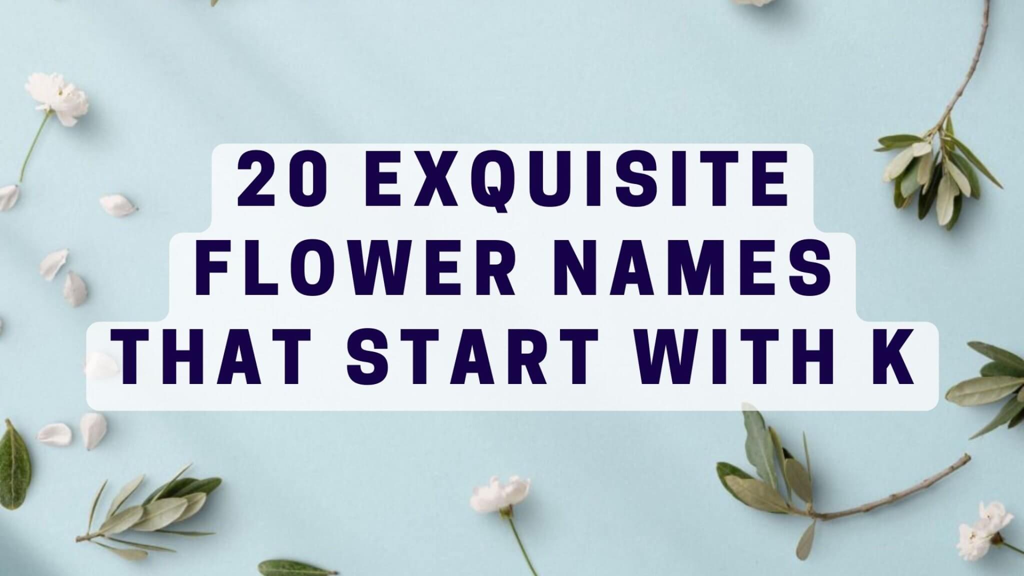 🌹20 Exquisite Flowers that Start with K