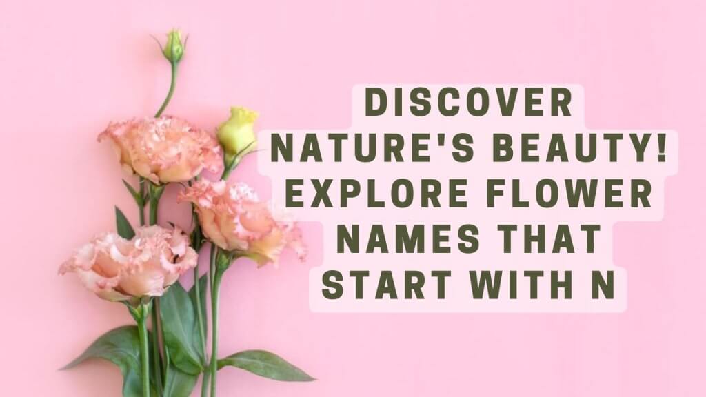 🌷Discover Nature's Beauty! Explore Flowers that Start with N
