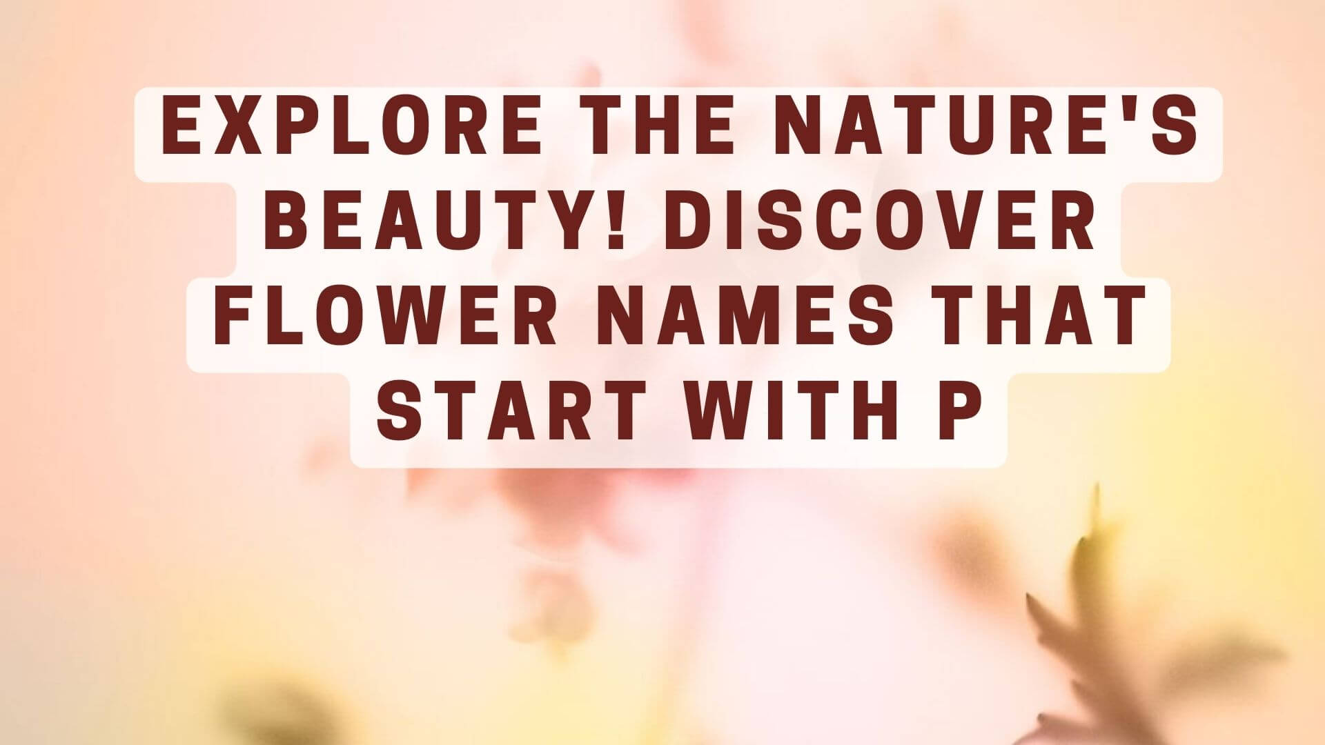 Explore the Nature's Beauty! Discover Flower Names that Start with P