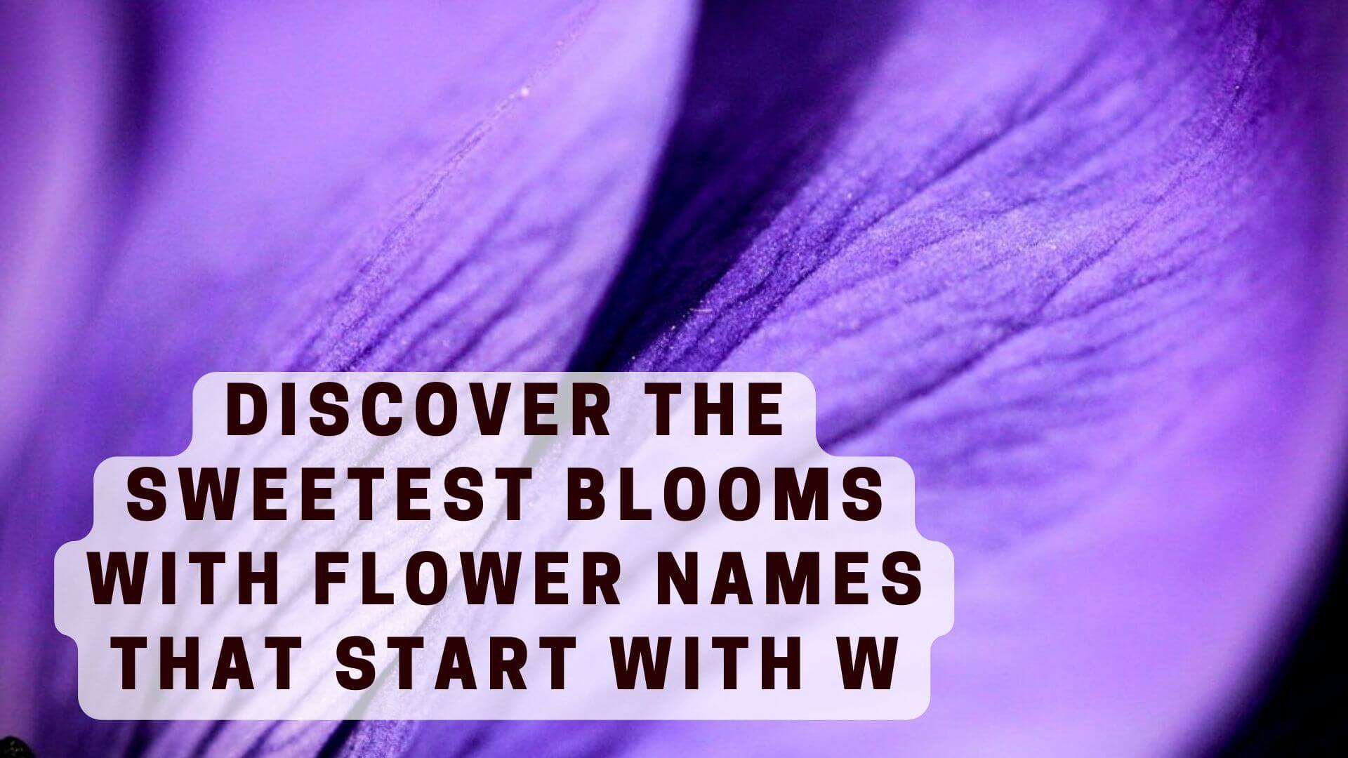 Discover the Sweetest Blooms with Flower Names that Start with W