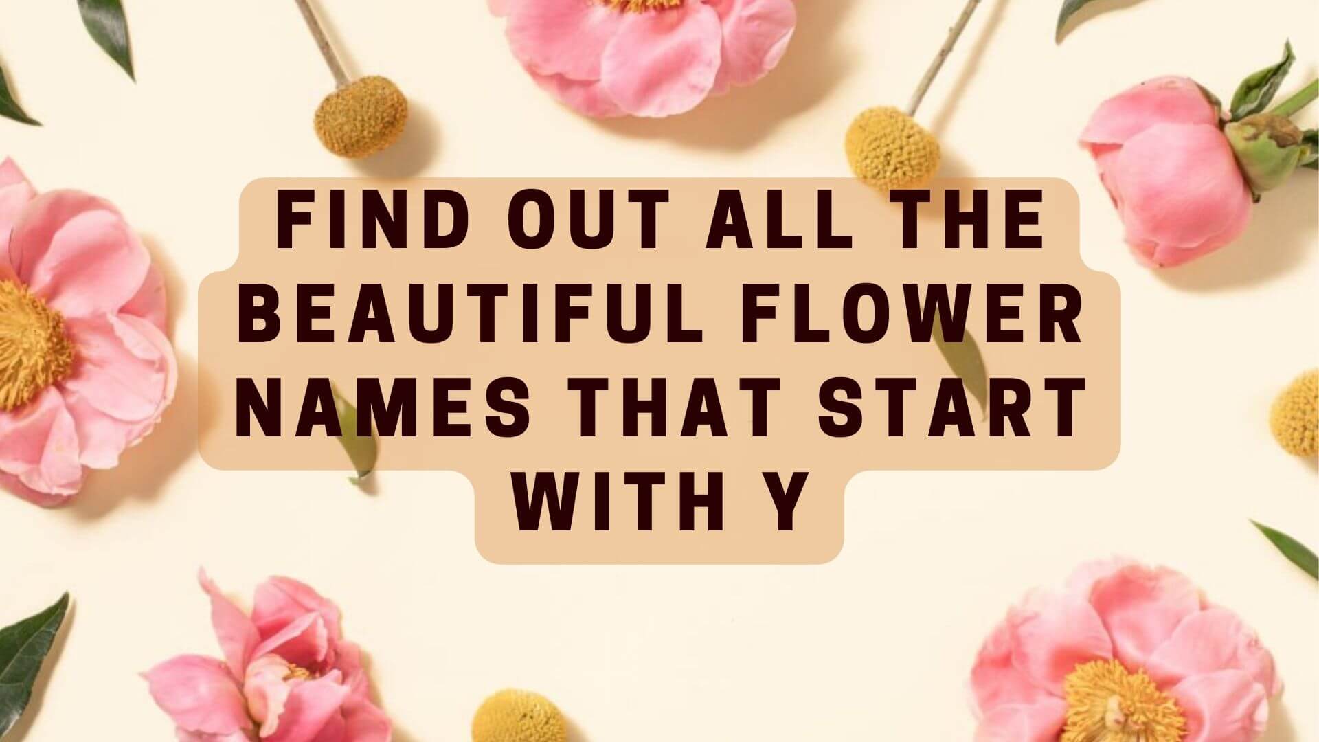 Find Out All the Beautiful Flower Names that Start with Y
