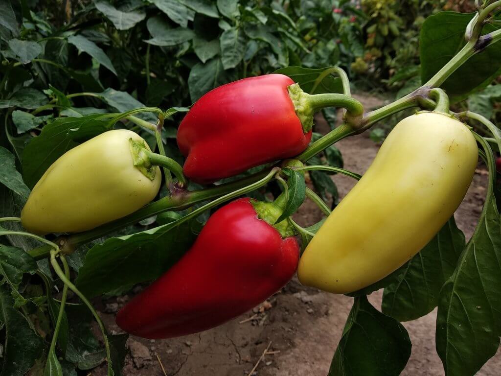 a group of Banana Peppers Plants growing on a vine