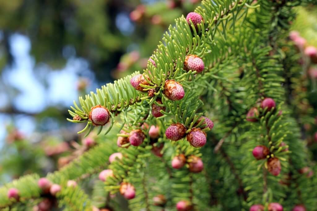 Black Spruce - tree, spruce, spring