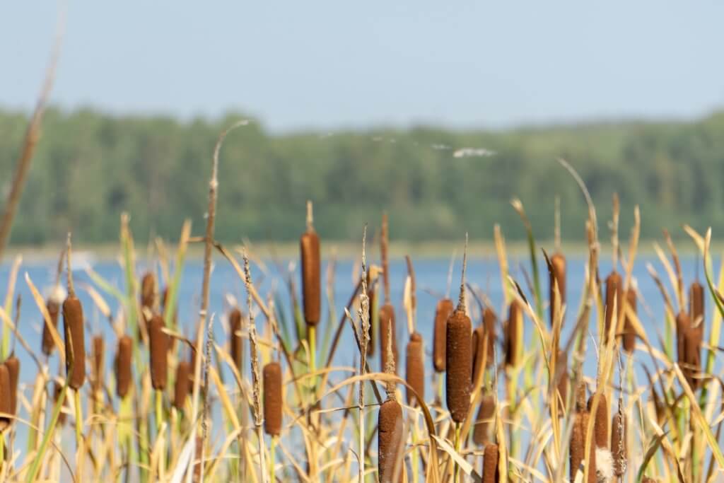 Cattails- brown wheat field during daytime