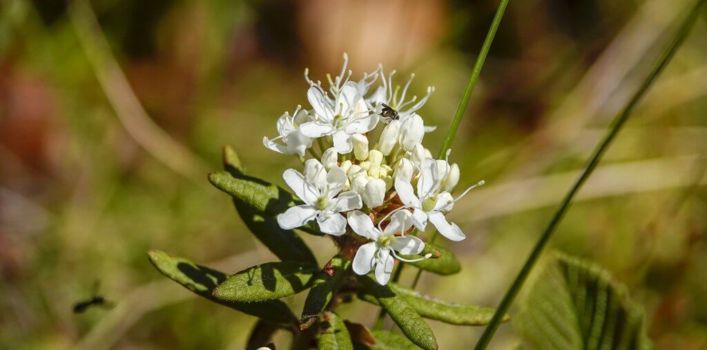 Labrador Tea