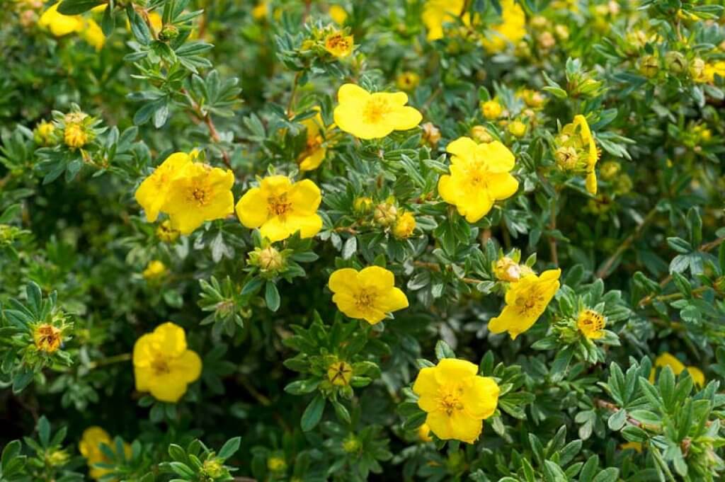 Shrubby Cinquefoil
