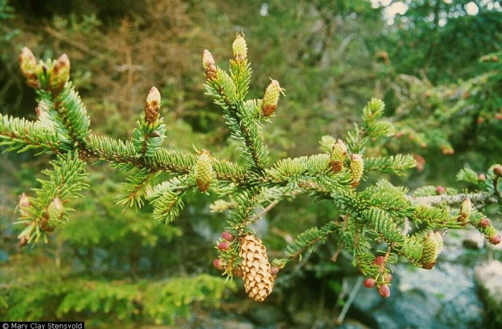 Sitka spruce.