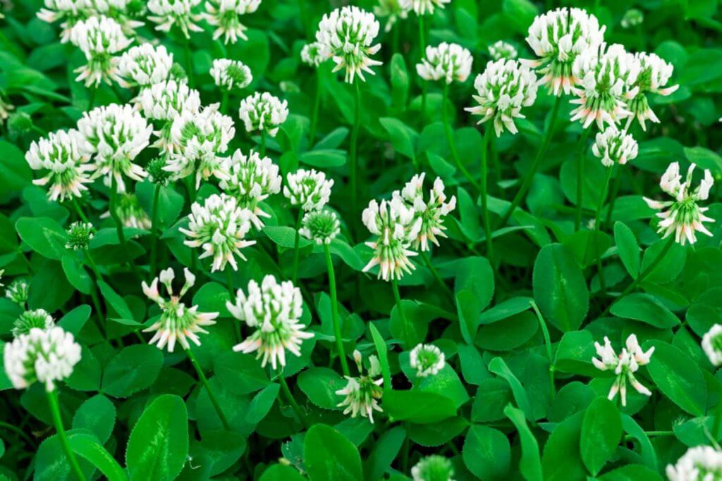 White clover