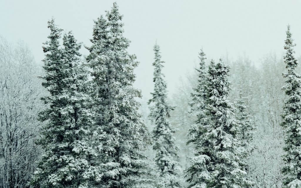 White Spruce green leafed trees coated with snow during daytime
