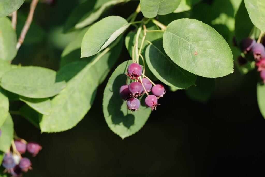 Serviceberry - pink flower with green leaves