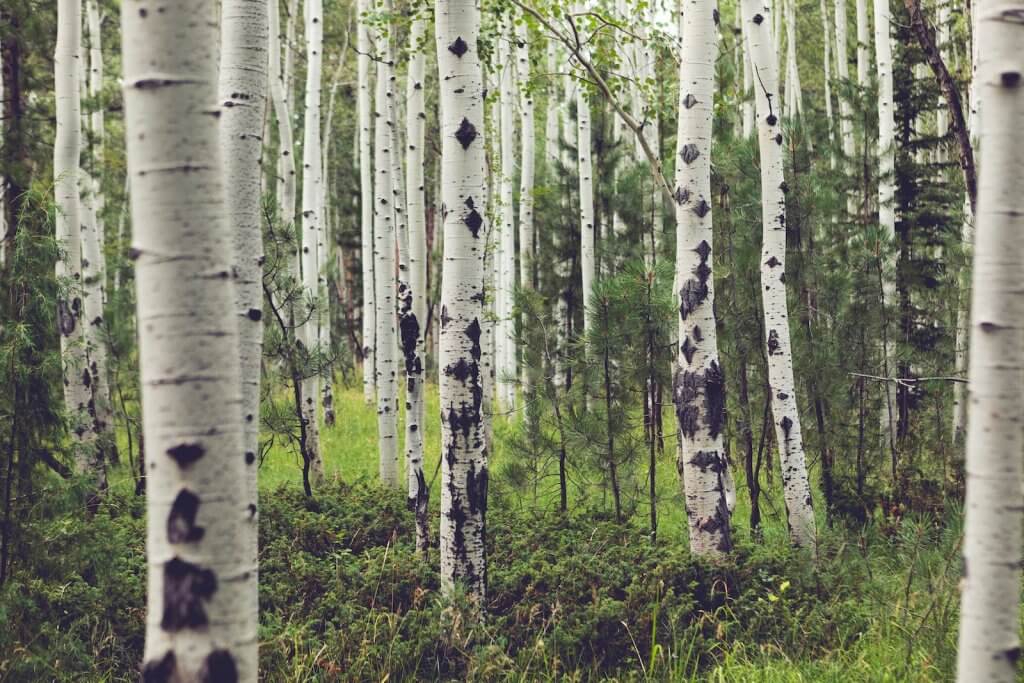 Quaking Aspen -a forest of trees