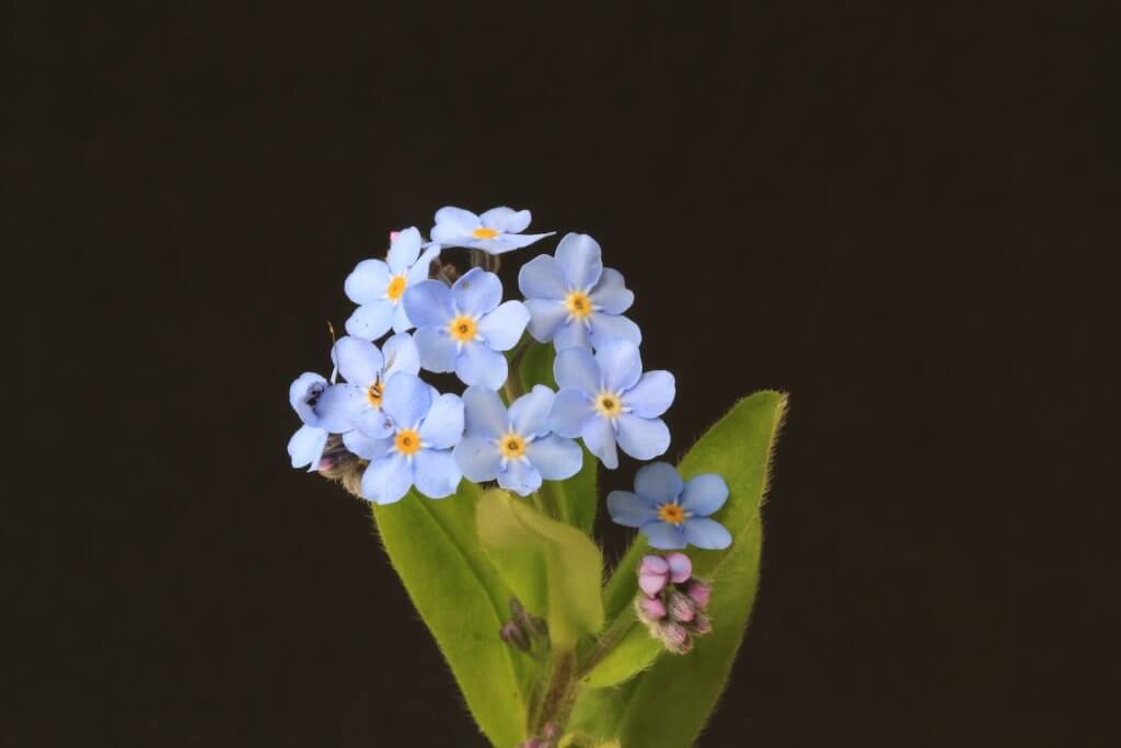 Forget-me-not - white and blue flowers with green leaves