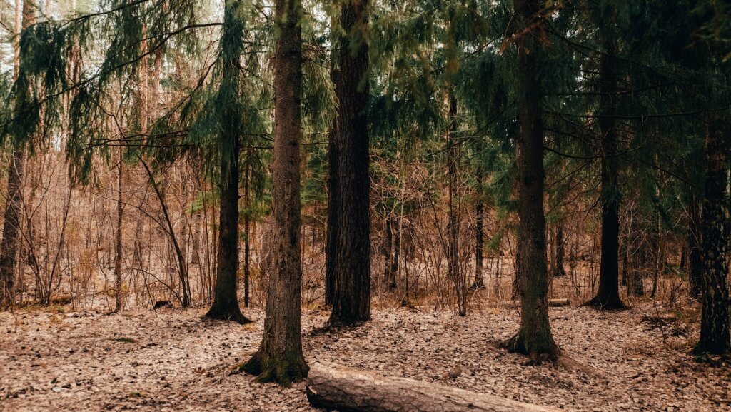 alaska cedar - a forest filled with lots of tall pine trees