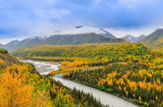 Alaska native plants