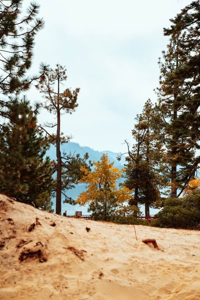 Beach Pine - ground surrounded with tall and green trees viewing and blue body of water during daytime