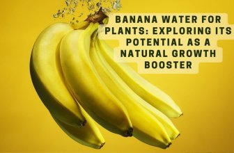 Banana Water for Plants: Exploring Its Potential as a Natural Growth Booster