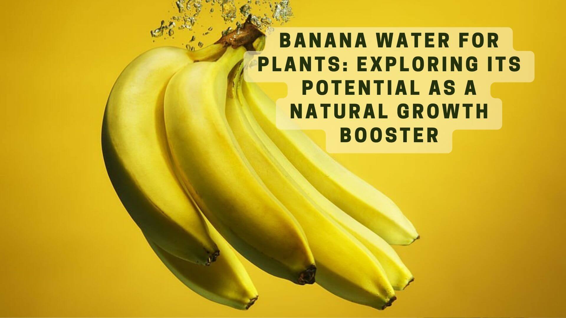 🍌Banana Water for Plants How to Make and Use this NutrientRich