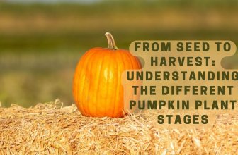 From Seed to Harvest: Understanding the Different Pumpkin Plant Stages