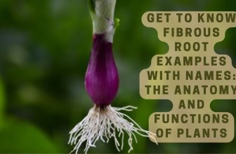 Get to Know Fibrous Root Examples With Names: The Anatomy and Functions of Plants