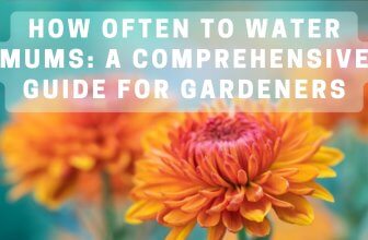 How Often To Water Mums: A Comprehensive Guide for Gardeners