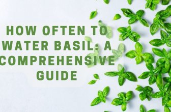 How Often to Water Basil: A Comprehensive Guide