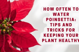 How Often to Water Poinsettia: Tips and Tricks for Keeping Your Plant Healthy