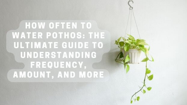 🌸Pothos Watering: Understanding How Often to Water Your Plant for ...