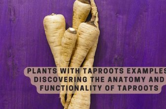 Plants With Taproots Examples: Discovering the Anatomy and Functionality of Taproots