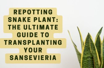 Repotting Snake Plant: The Ultimate Guide to Transplanting Your Sansevieria
