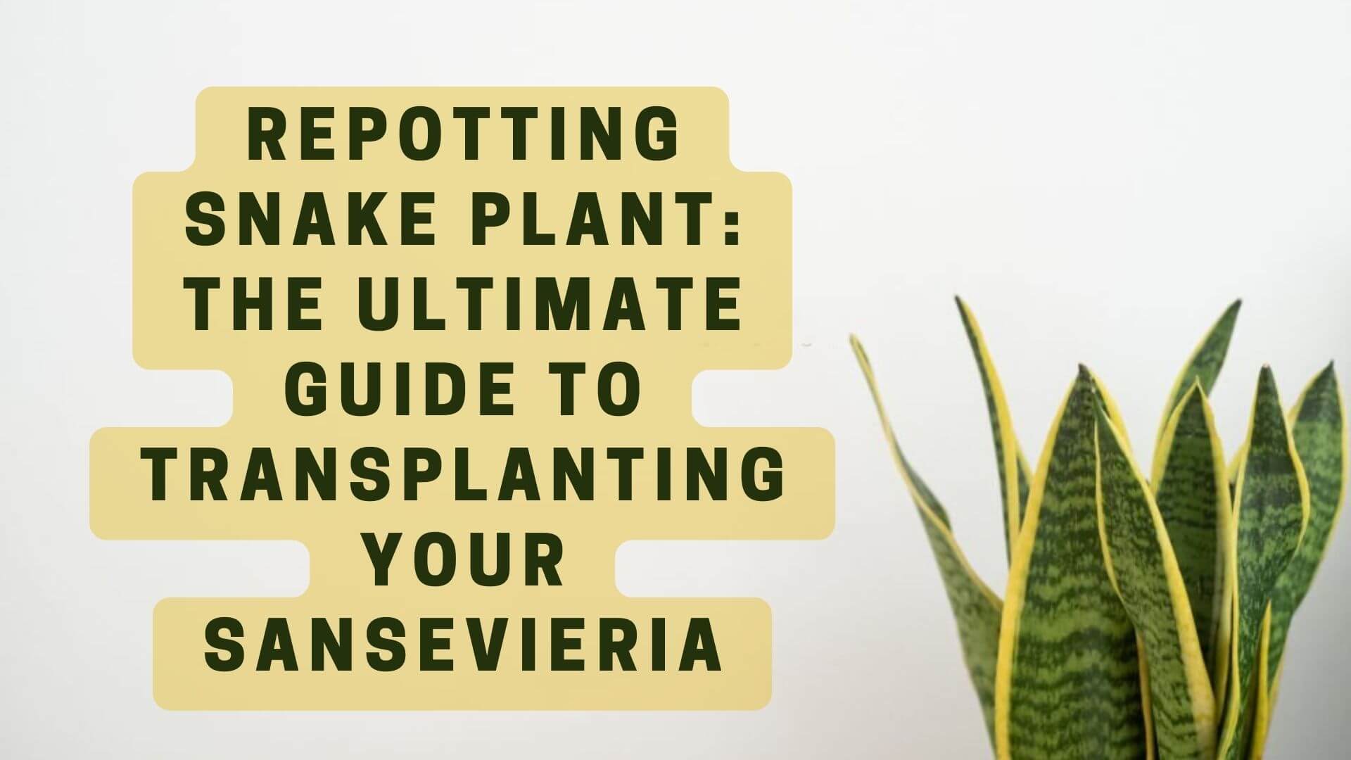 🌱Transform Your Snake Plant with Repotting Tips and Tricks for Success