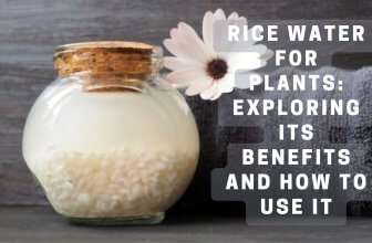 Rice Water for Plants: Exploring Its Benefits and How to Use It
