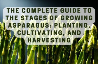 The Complete Guide to the Stages of Growing Asparagus: Planting, Cultivating, and Harvesting