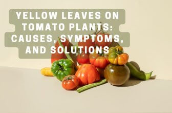 Yellow Leaves on Tomato Plants: Causes, Symptoms, and Solutions