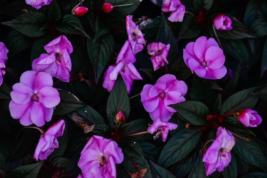 Unlock The Secrets To Thriving New Guinea Impatiens   New Guinea Impatiens Revealed 